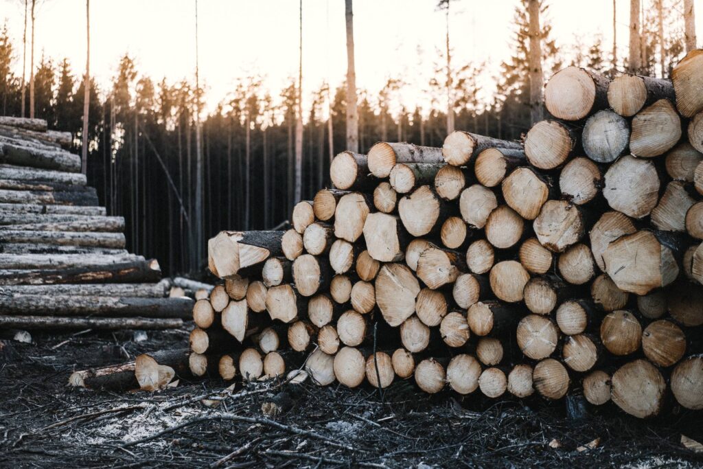 Pile of Felled Wood Logs Free Photo