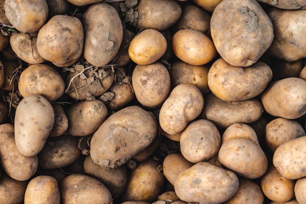 Pile of Fresh Potatoes Free Photo