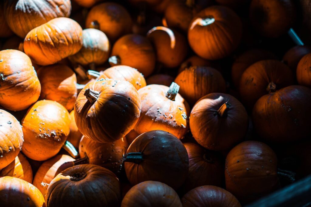 Pile of Pumpkins Free Photo