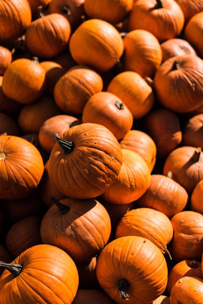 Pile of Pumpkins Vertical Free Photo