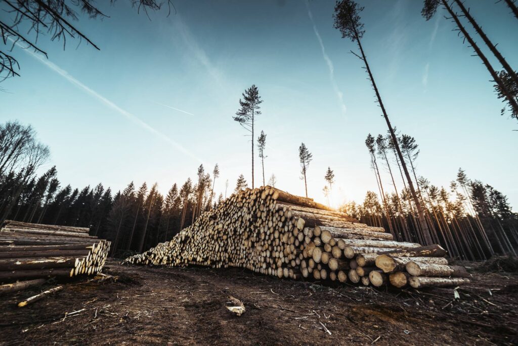 Pile of Wood Logs in Forest Free Photo