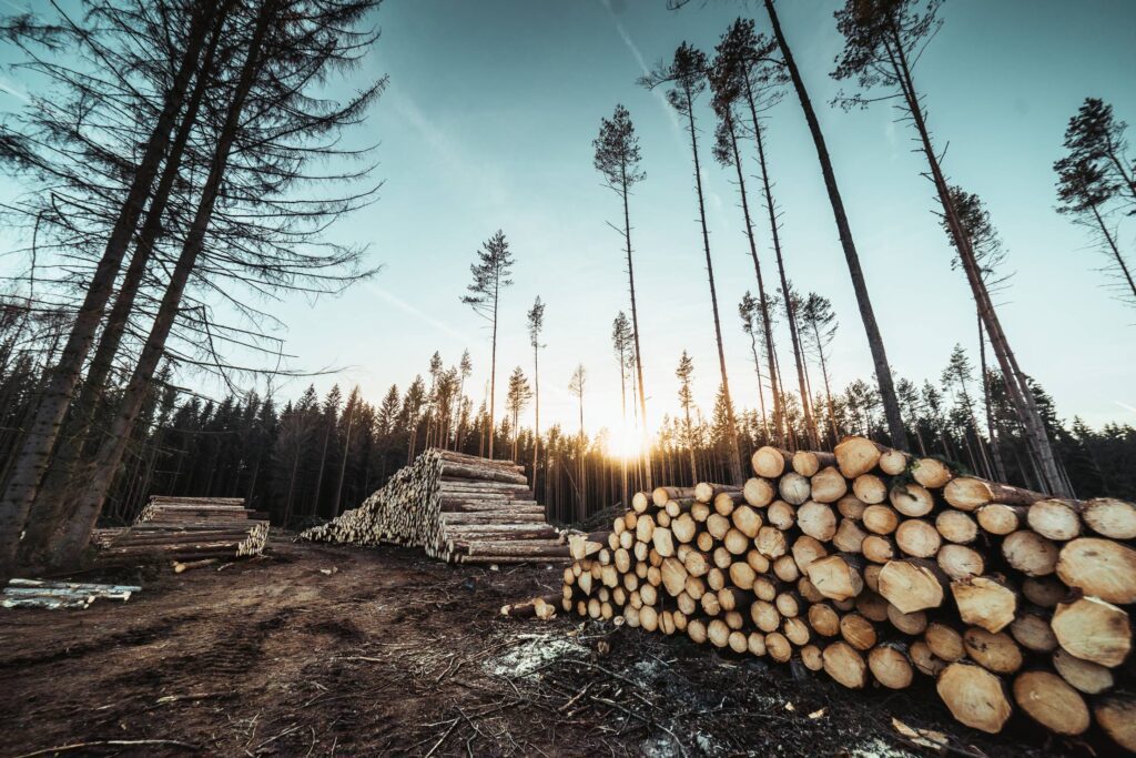 Piles of Wood Logs Forestry Free Photo