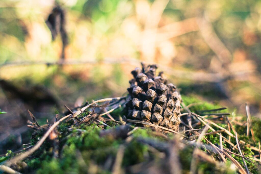 Pine Cone in Forest Free Photo