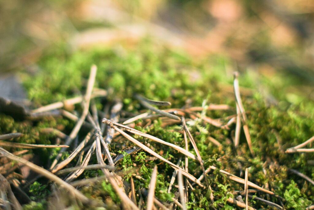 Pine Needles in Forest Free Photo