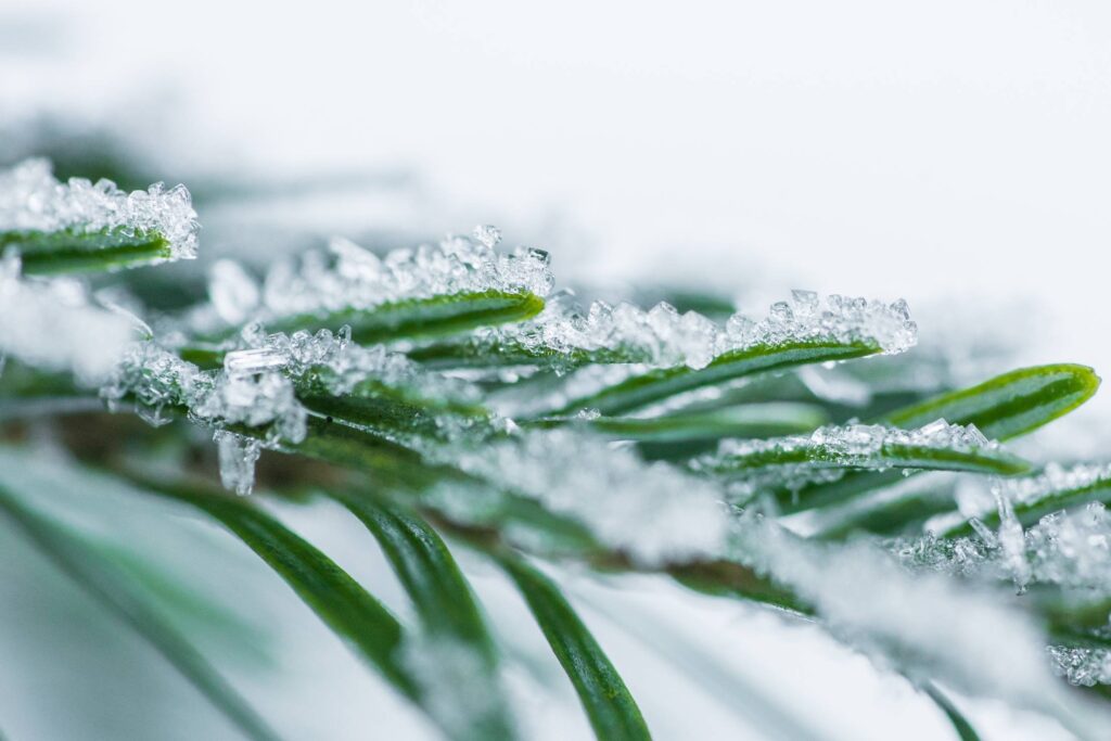 Pine Needles With Snow Crystals Close Up Free Photo