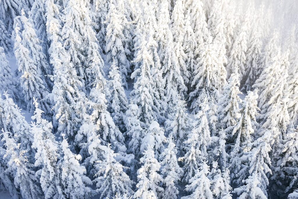 Pine Trees Under The Snow Free Photo