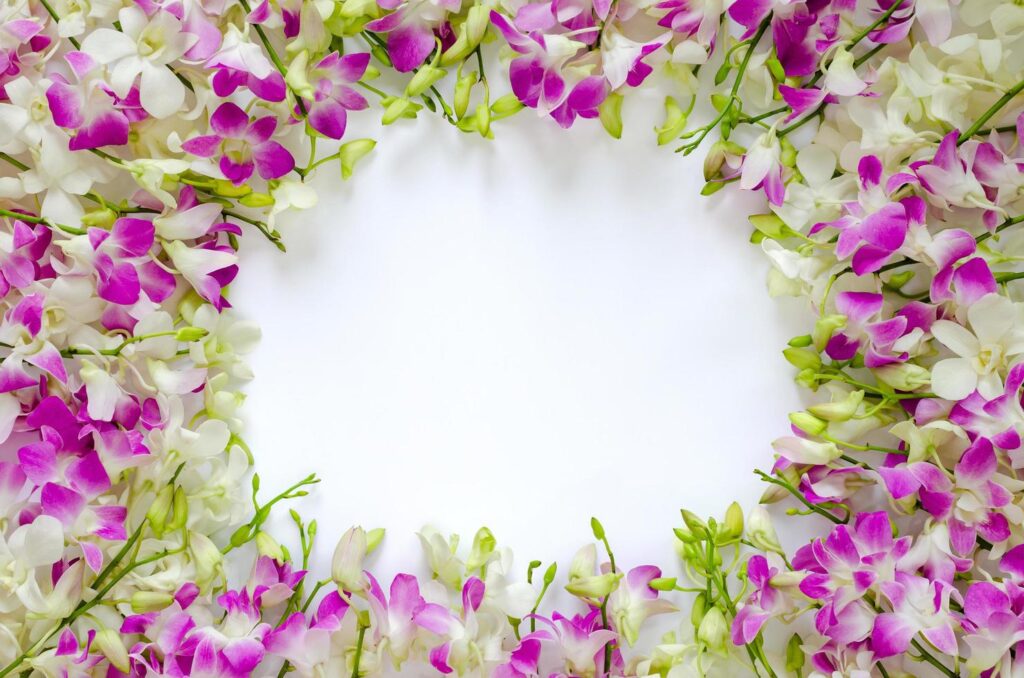 Pink and white orchid flowers put on white background for spring blossom photo concept. Free Photo