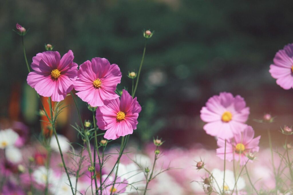 Pink cosmos flower blooming cosmos flower field, beautiful vivid natural summer garden outdoor park image. Free Photo