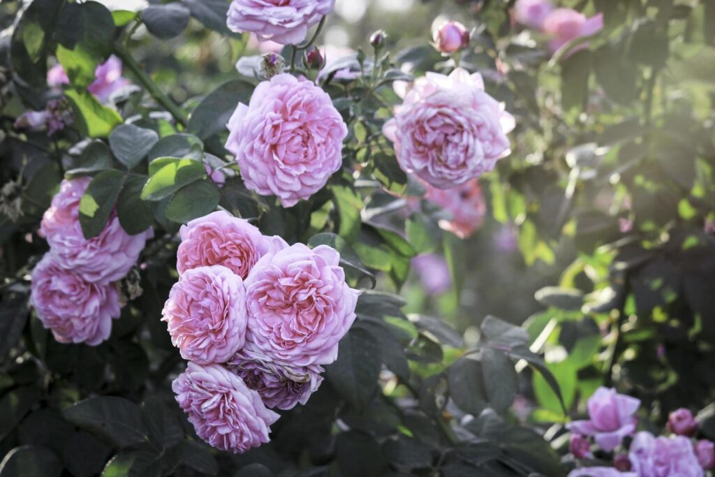 Pink English roses blooming in the summer garden, one of the most fragrant flowers, best smelling, beautiful and romantic flower Stock Free