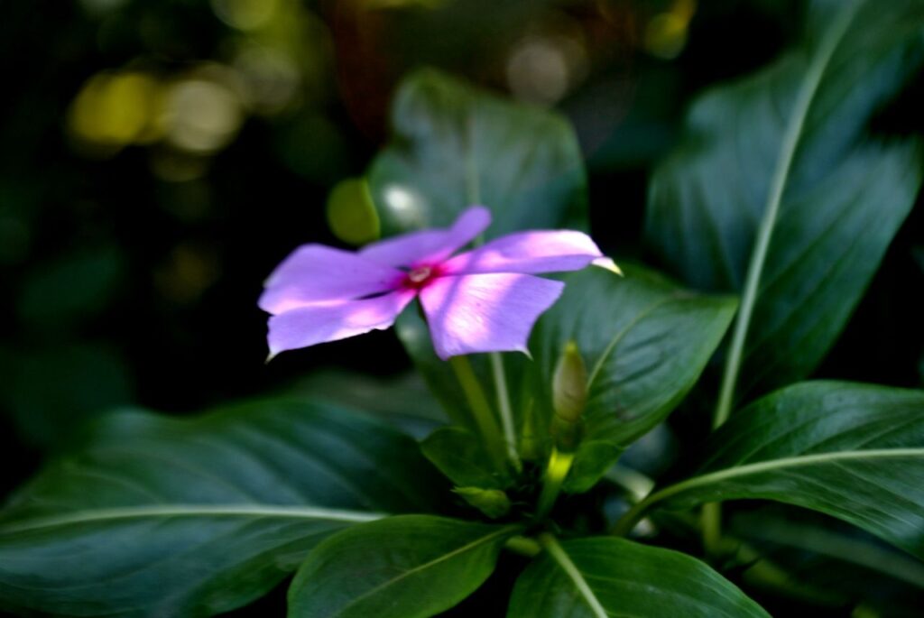 Pink Flower Stock Free