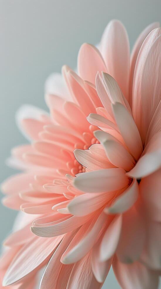 Pink Flowers Close Up on Blue Background Stock Free