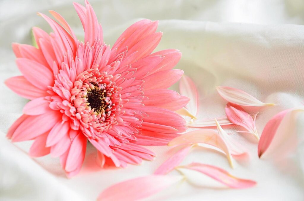 Pink Flowers on white cloth Stock Free