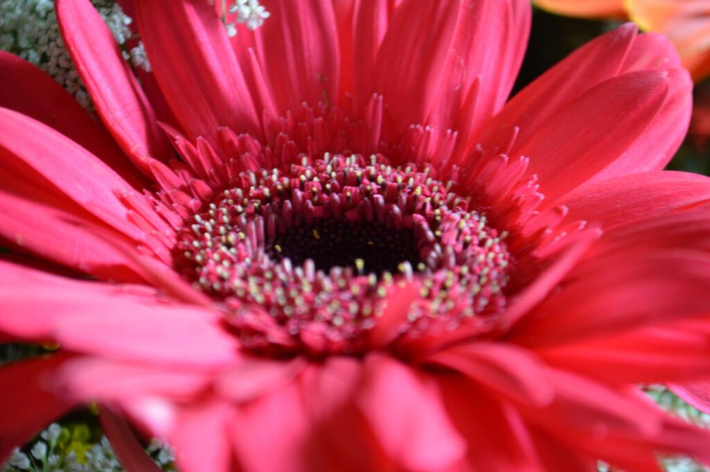 Pink Red Daisy Aster Stock Free