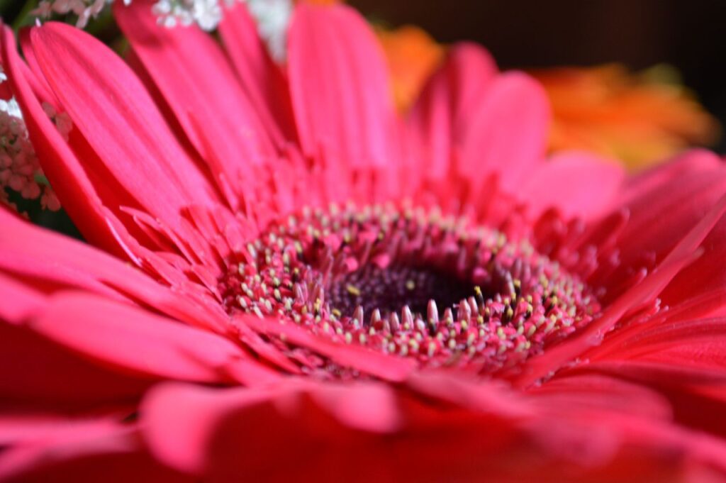 Pink Red Daisy Flower Stock Free