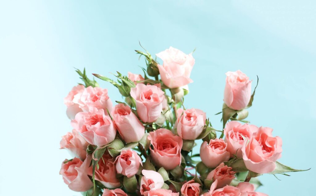 Pink Roses on Blue Background Free Photo