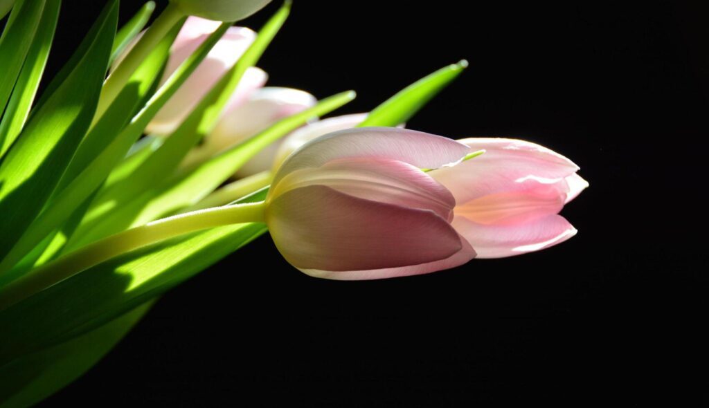 Pink tulip, black background. Flowers and pink, black background.sunlight Through the bouquet flowers. Stock Free