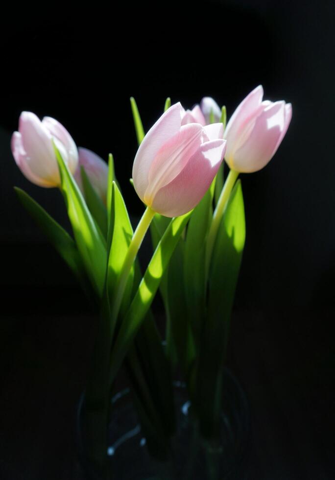 Pink tulip, black background.Pink tulip, black background. Flowers and pink, black background.sunlight Through the bouquet flowers Stock Free