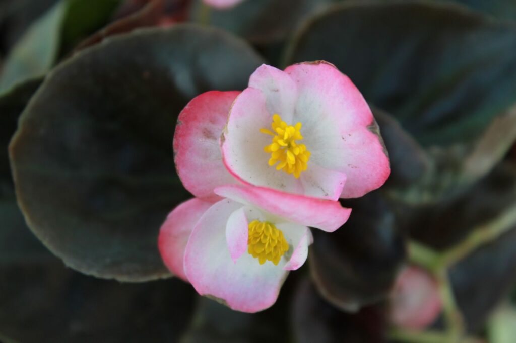 Pink White Flower Stock Free