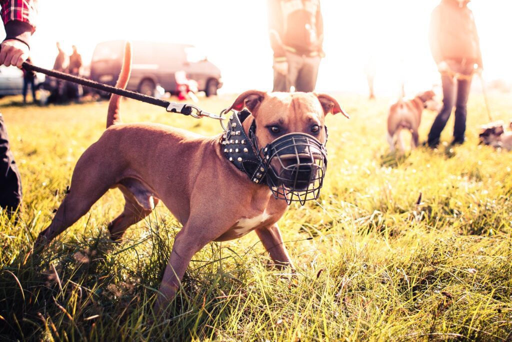 Pitbull Ready for Coursing Free Photo