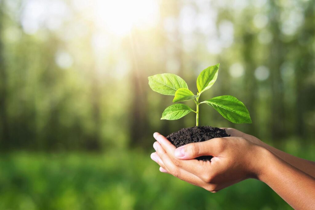 plant growing in hand on green nature with sunlight background. eco environment concept Stock Free