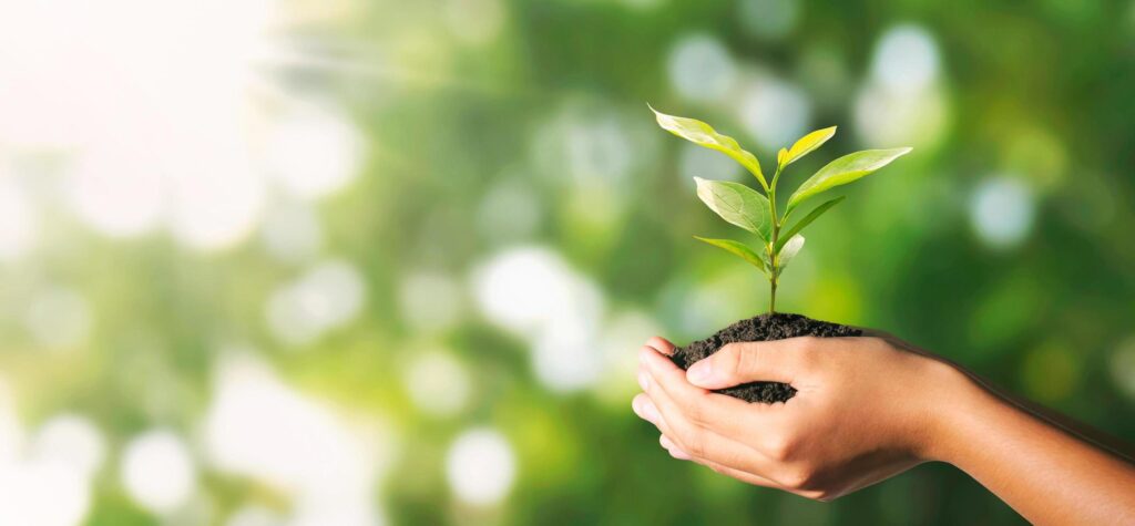 
									plant growing in hand on green nature with sunlight background. eco environment concept Free Photo