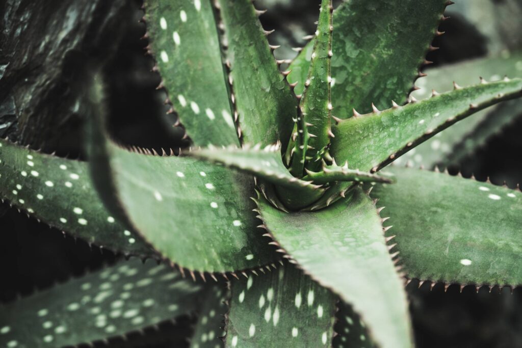 Plant with Spiky Leaves Free Photo