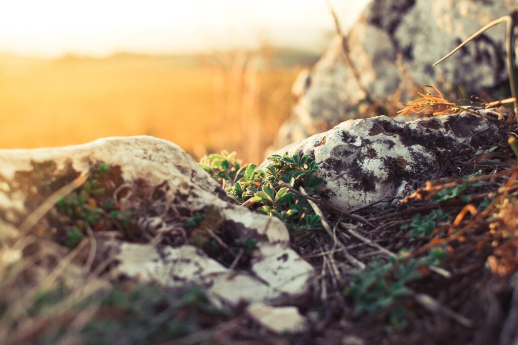 Plants and Rocks Free Photo