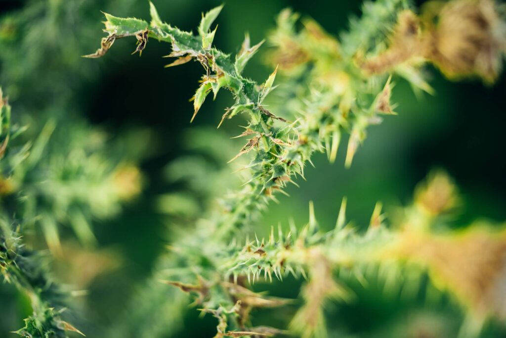 Plants with Thorns Free Photo