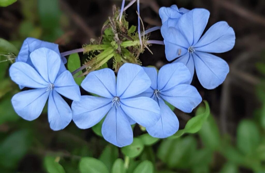 Plumbago auriculata, the cape leadwort, blue plumbago or Cape plumbago, spring blooming flower. Stock Free