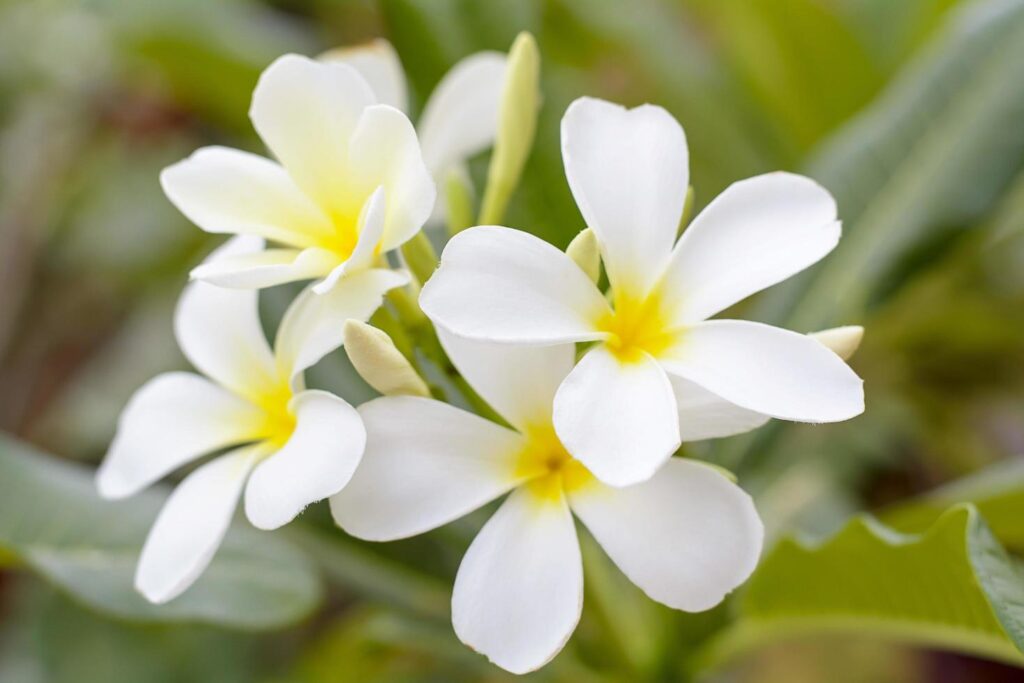 Plumeria flowers are so beautiful that popular in Thailand. Free Photo