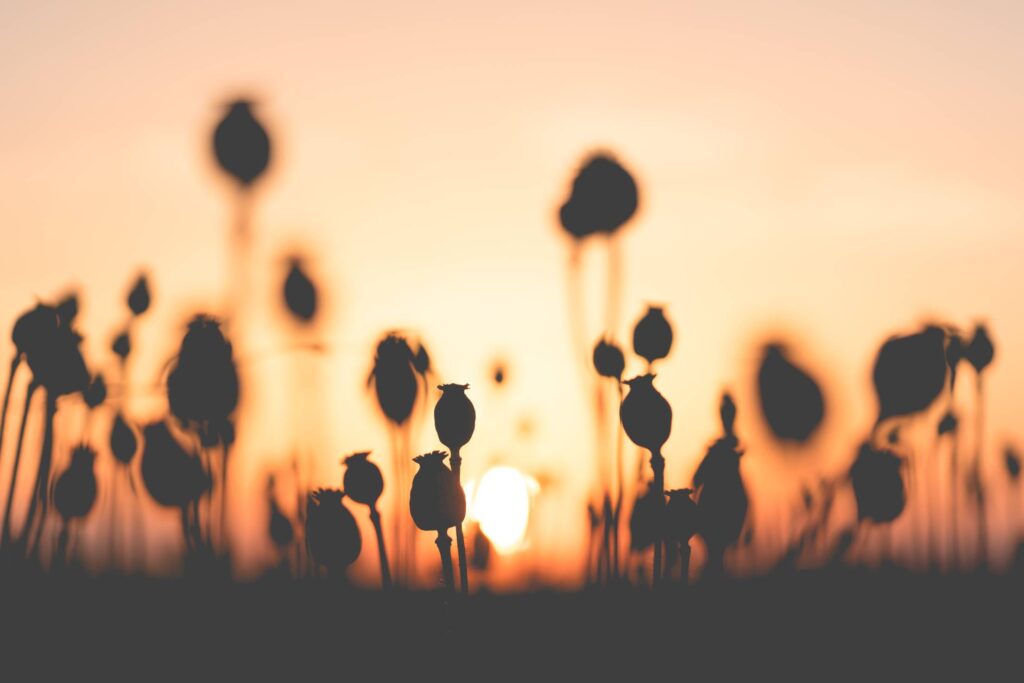 Poppy Seed Field on Sunset Free Photo