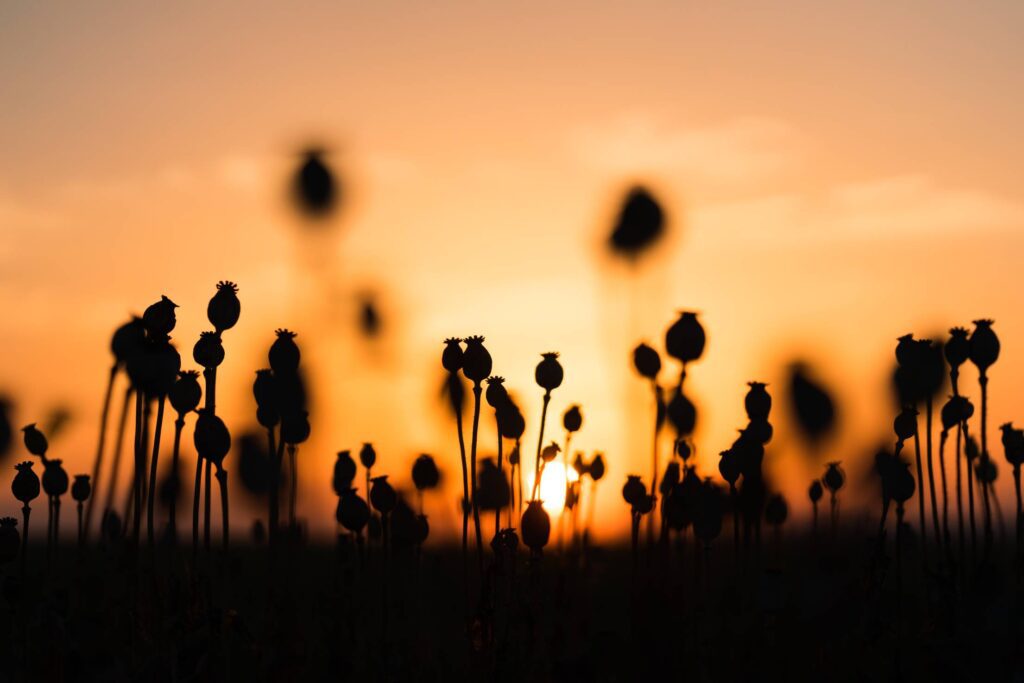 Poppy Seed Pods Free Photo