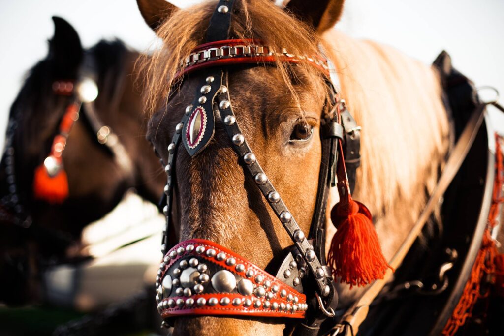 Portrait of a Horse in Harness from Horse-Drawn Carriage Free Photo