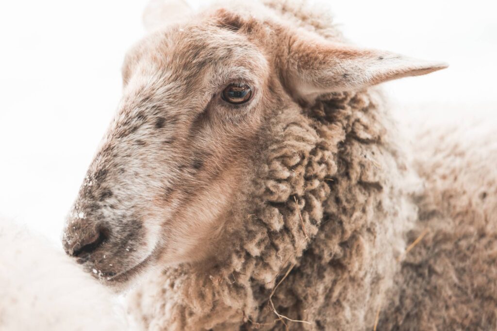 Portrait of Sheep in Winter Free Photo