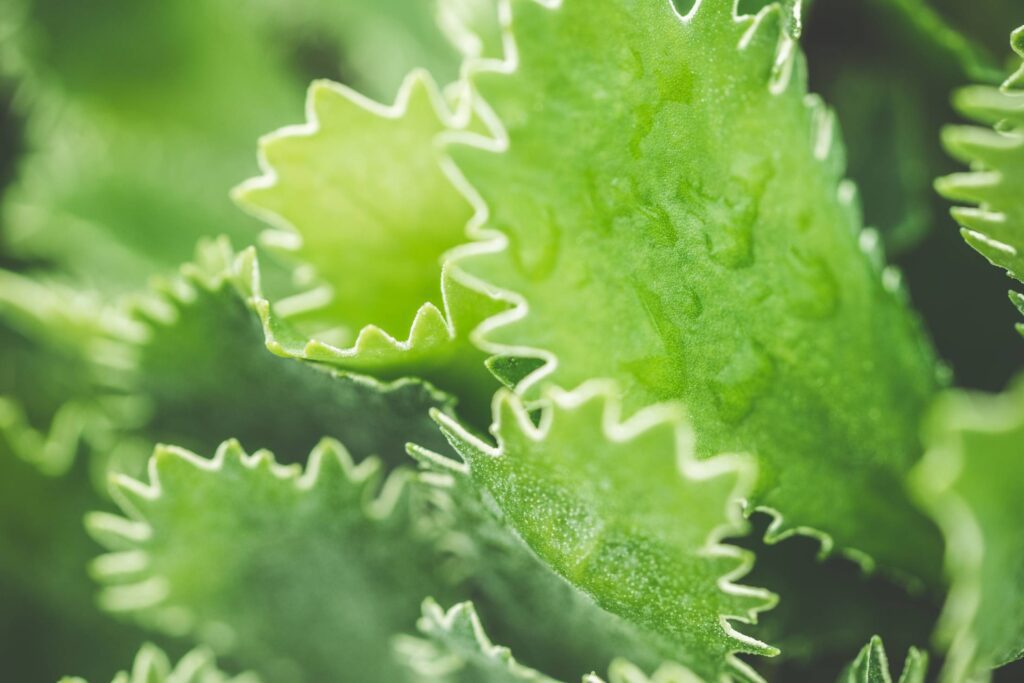 Primula Marginata Green Flower Free Photo