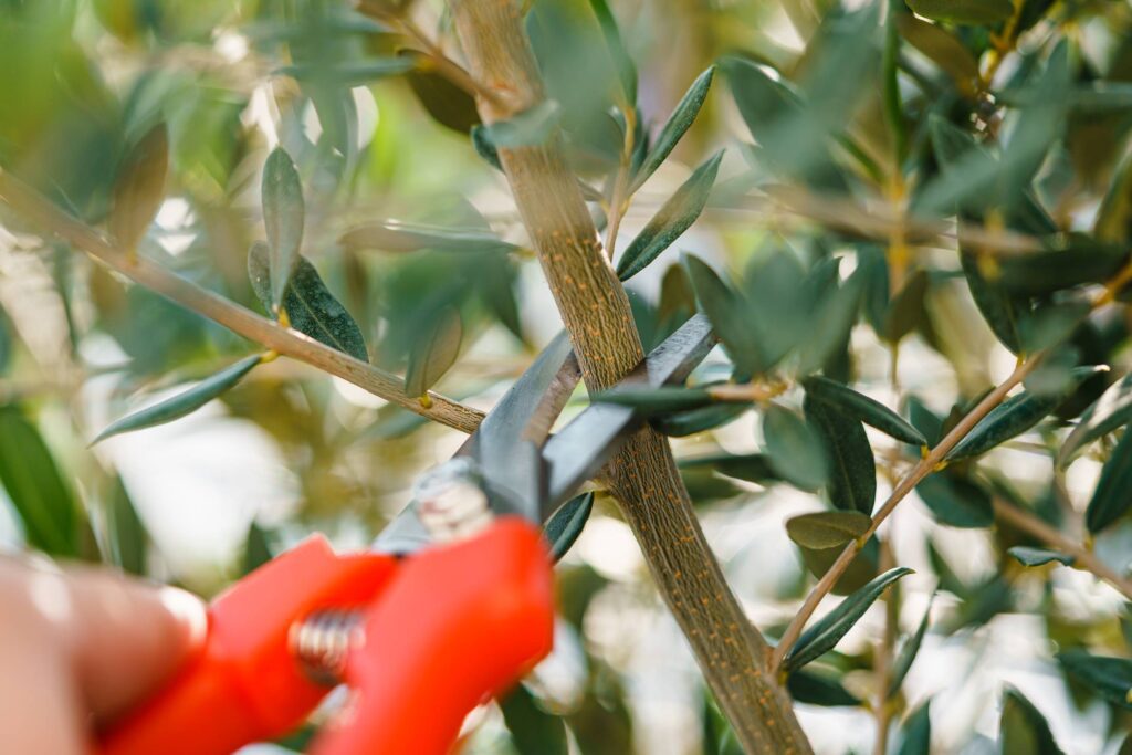 Pruning an Olive Tree Free Photo