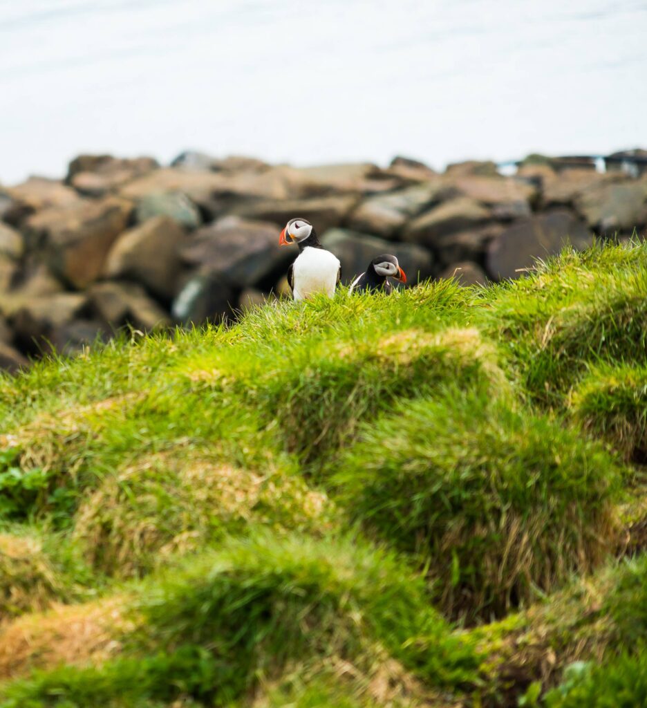 Puffins Icelandic Birds Free Photo