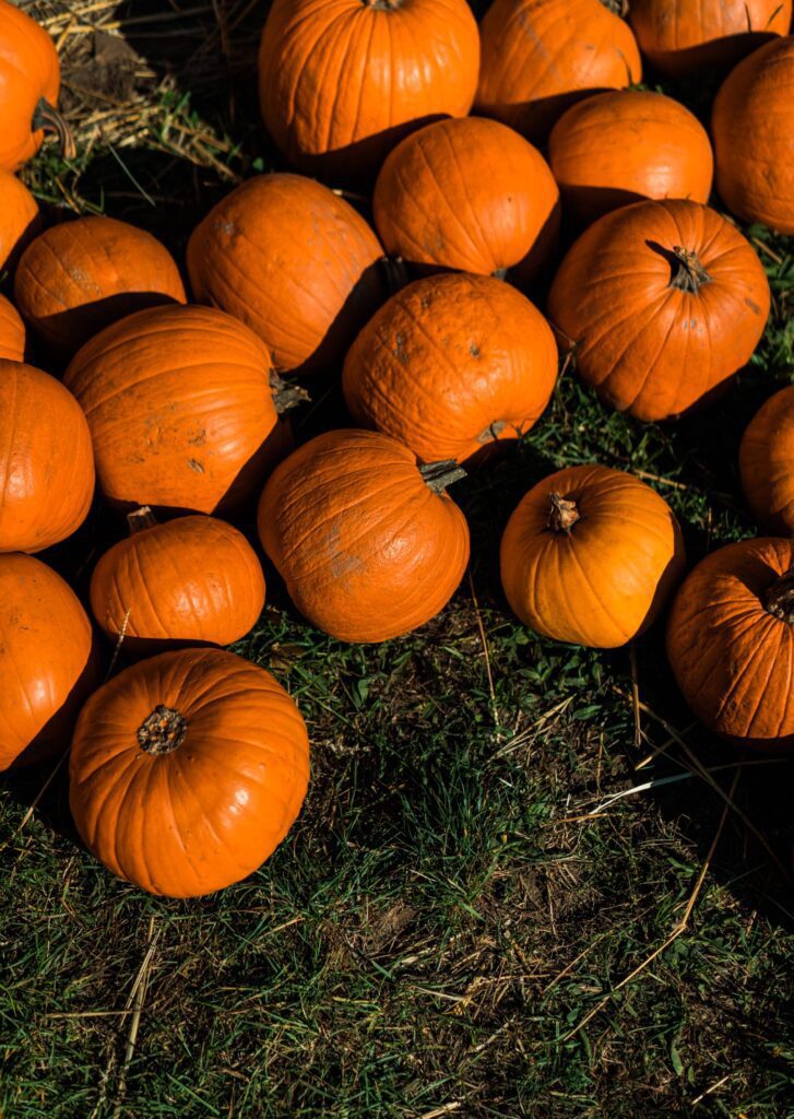 Pumpkin Patch Free Photo