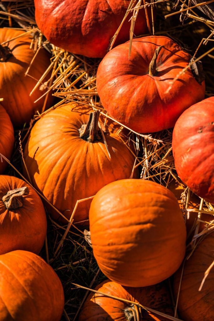 Pumpkins on The Straw Free Photo