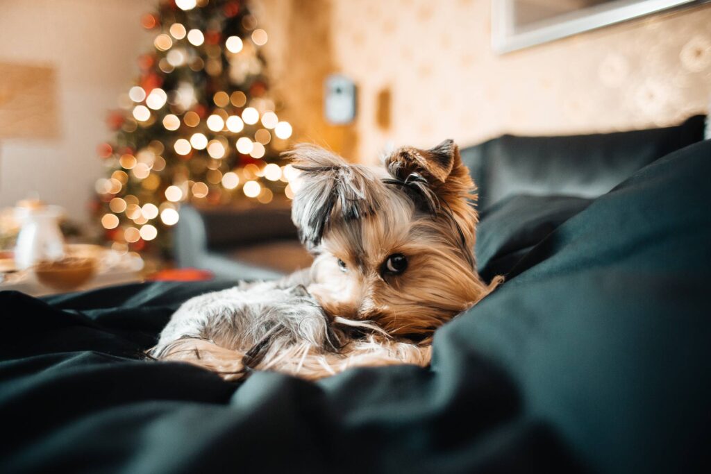 Puppy with an Innocent Look on her Face Free Photo