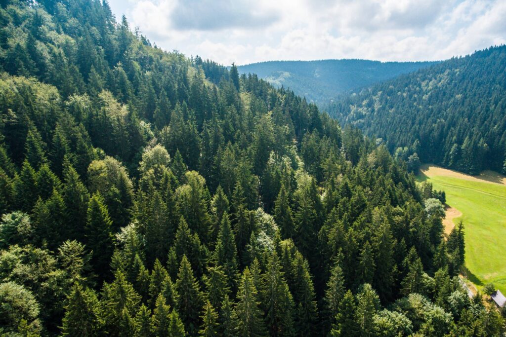 Pure Nature: Above Green Forest on the Hill Free Photo