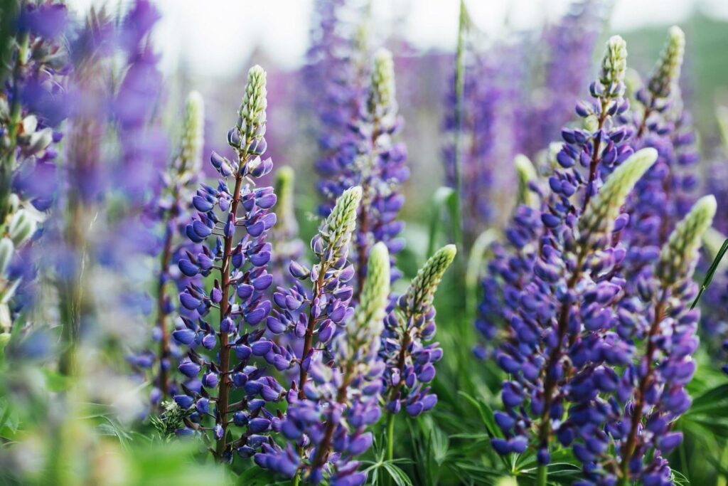 purple lupine flowers in green grass Stock Free