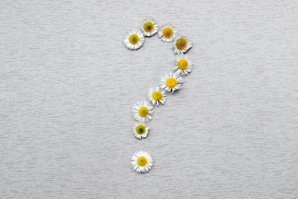 Question mark of daisy flowers on a gray background Stock Free