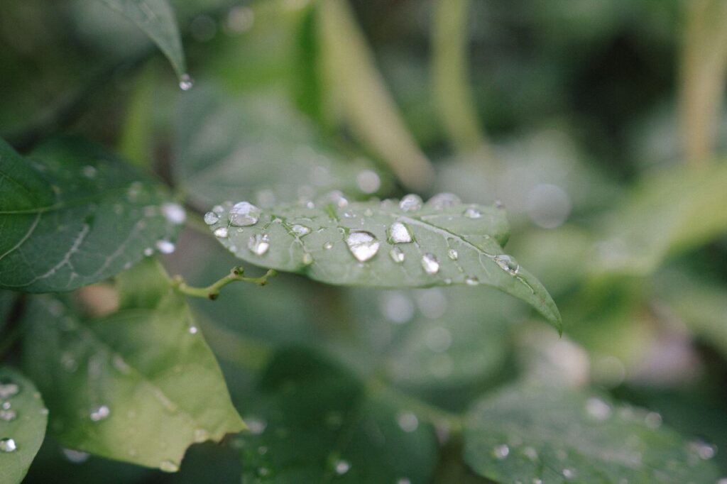 Rain Drops Green Leaf Stock Free