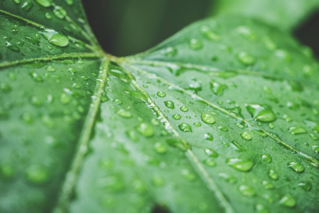 Raindrops on Green Leaf Close Up Free Photo