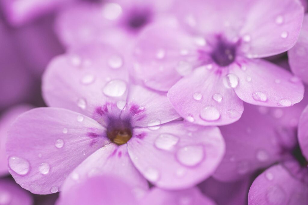 Raindrops on Violet Flower Close Up Free Photo