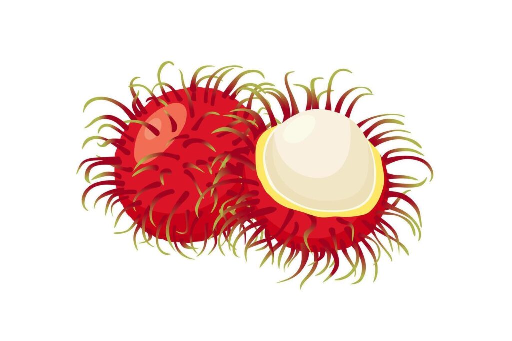 rambutan fruit icon.Cartoon icon isolated on white background Stock Free