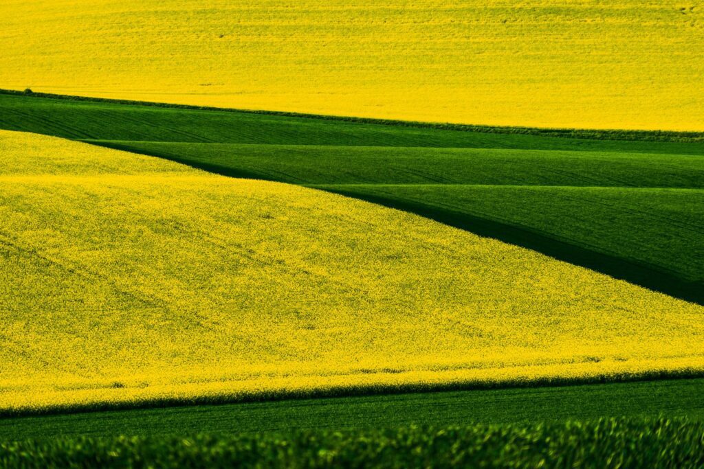 Rapeseed and Wheat Fields in Czechia Free Photo