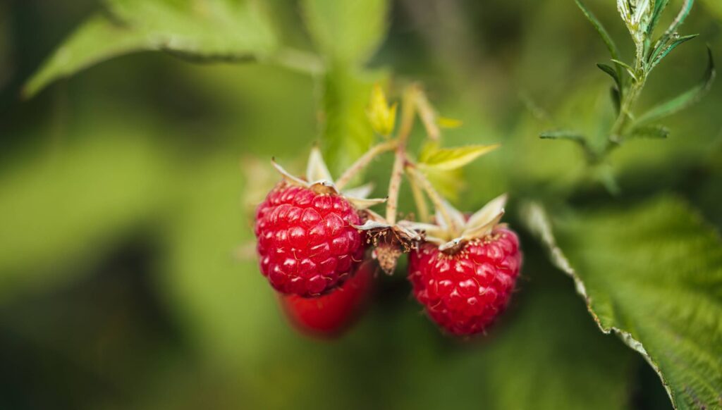 Raspberries Bush Free Photo