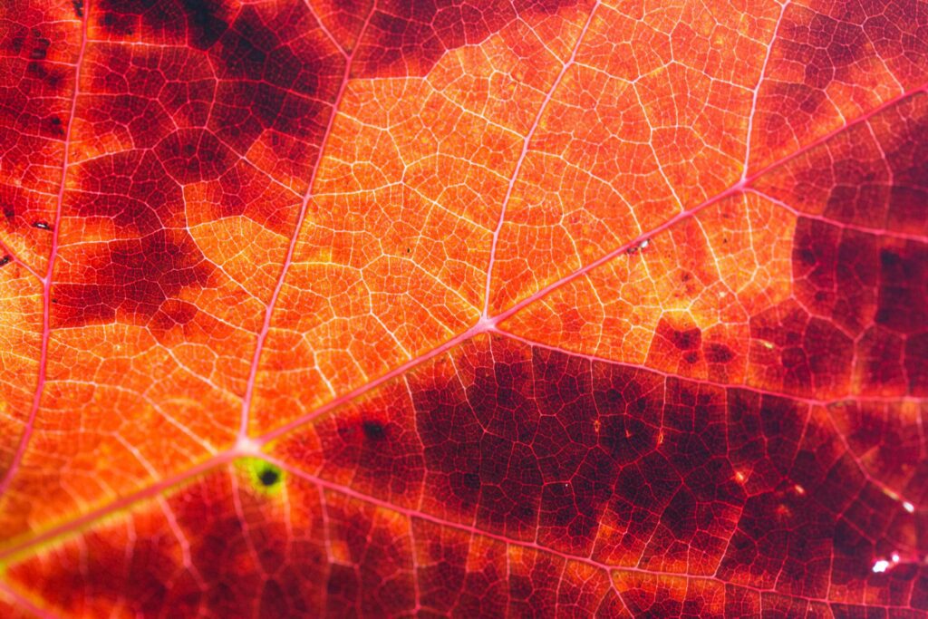 Red Autumn Leaf Structure Background Free Photo